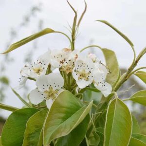 Pyrus communis 'Conference' 125-150 cm